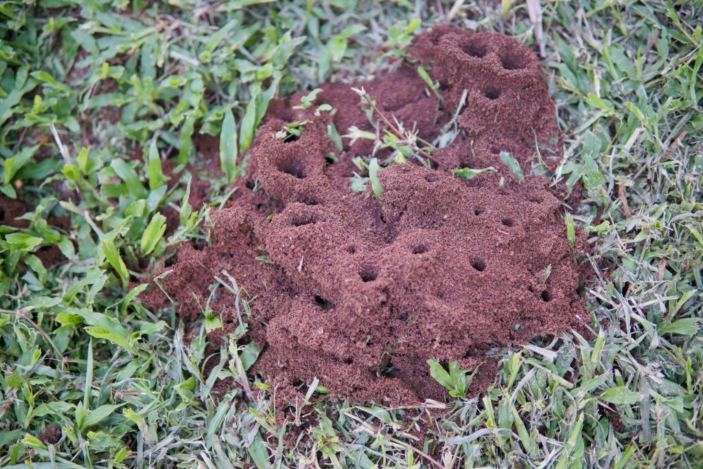 Fire ant mound in grass.