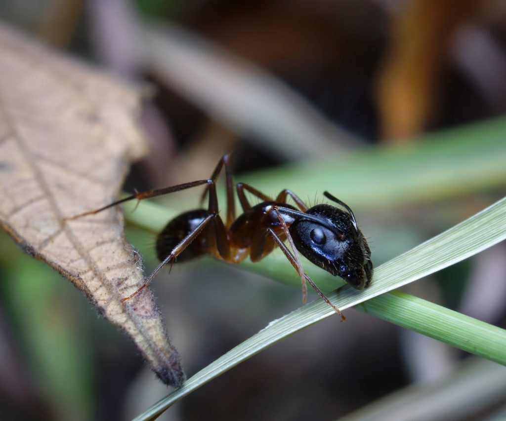 An ant crawling on a blade of grass.