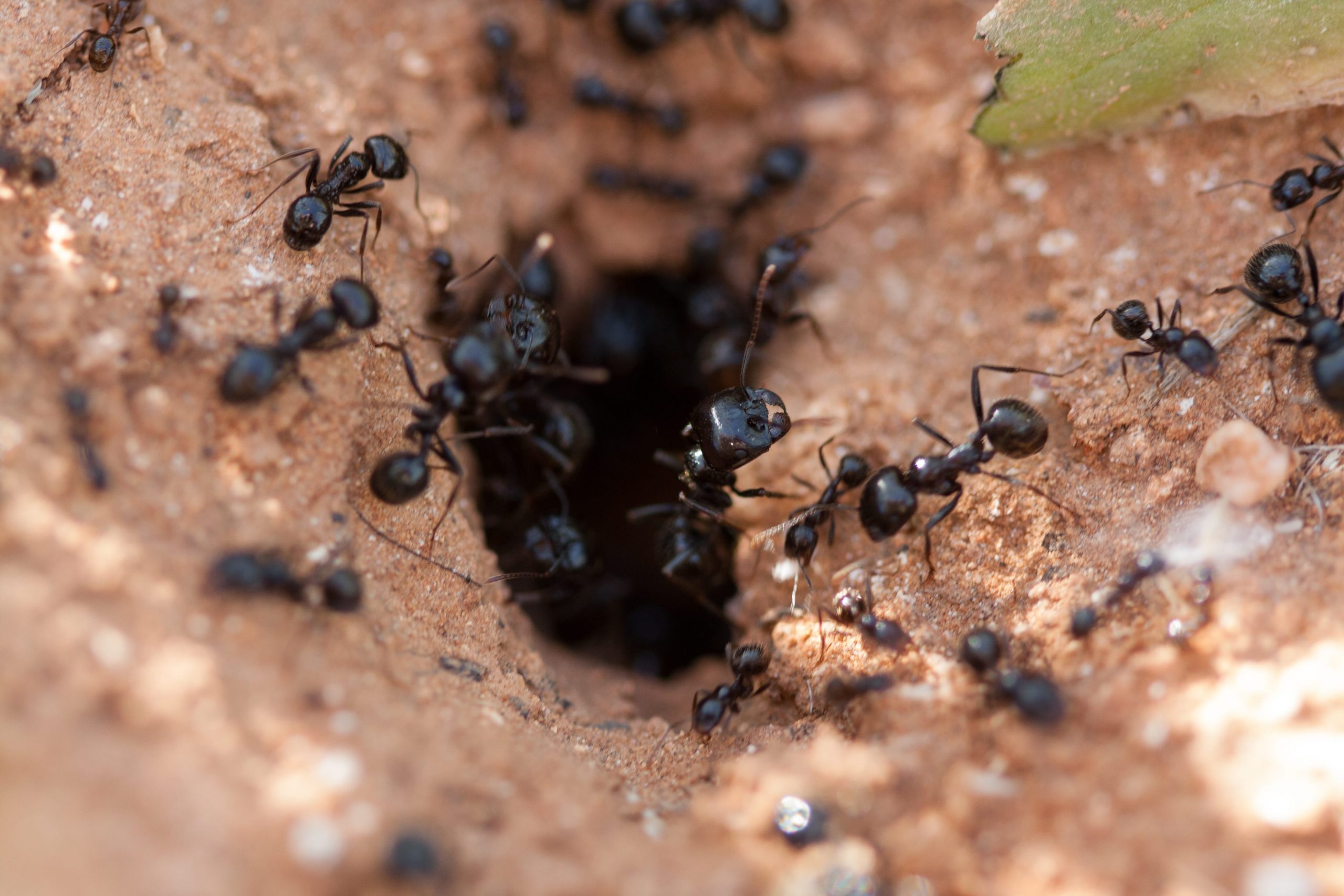 Ants entering an ant mound.
