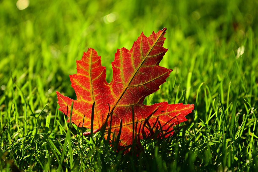 Autumn leaf on grass.