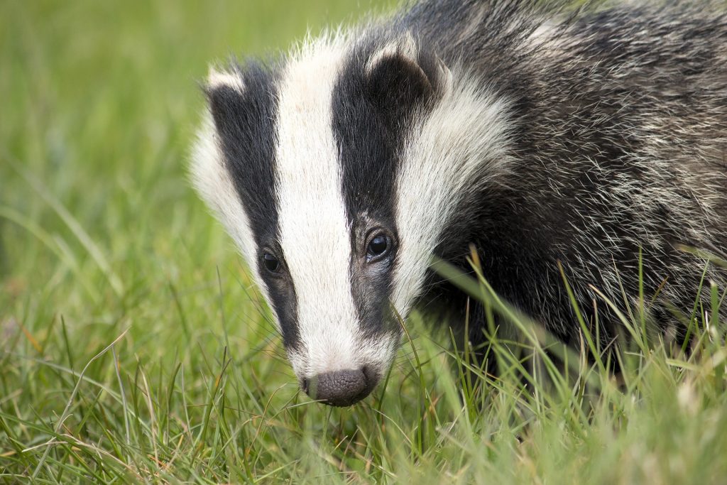 Badger on a lawn.