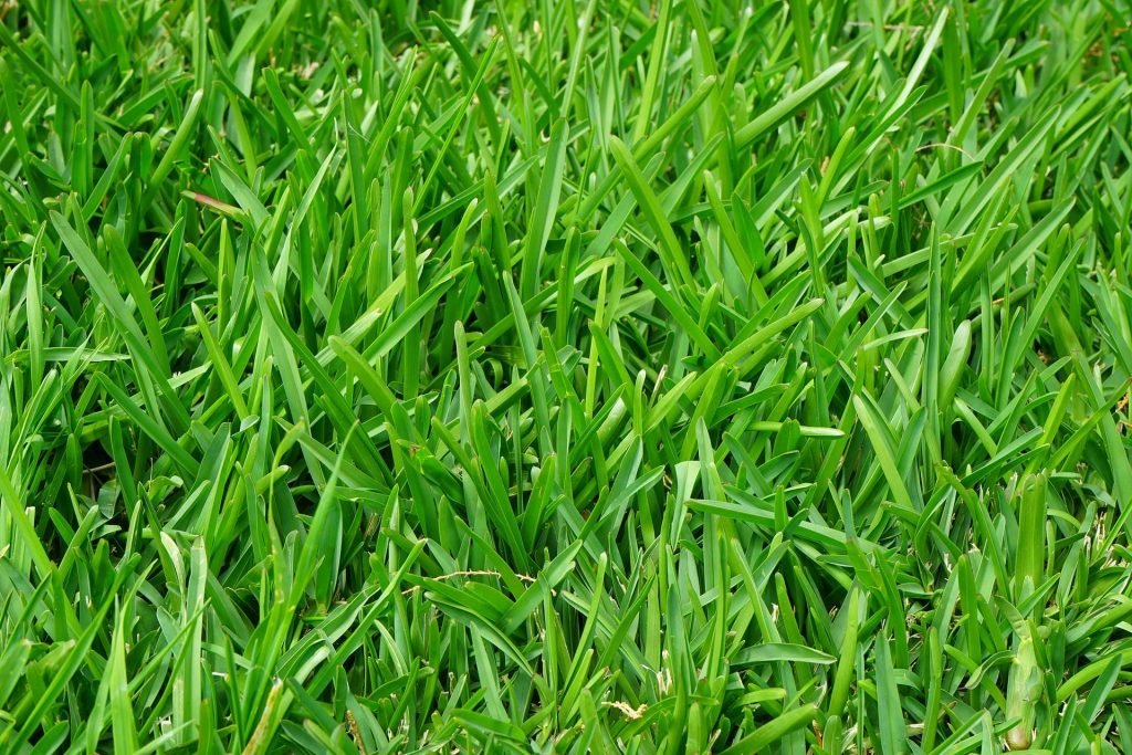 Blades of grass with mulch.