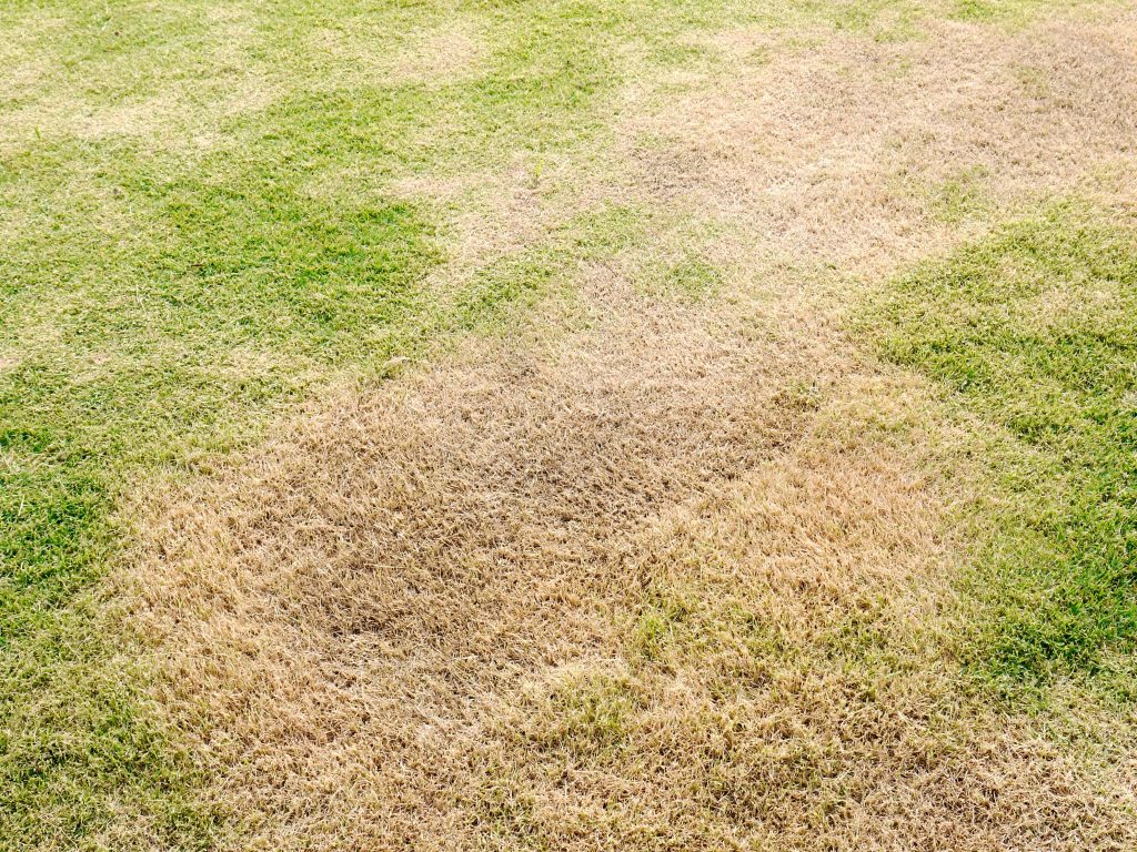 Dying brown lawn.