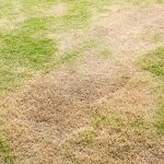 How To Revive Dead Grass | Revitalise A Brown Lawn