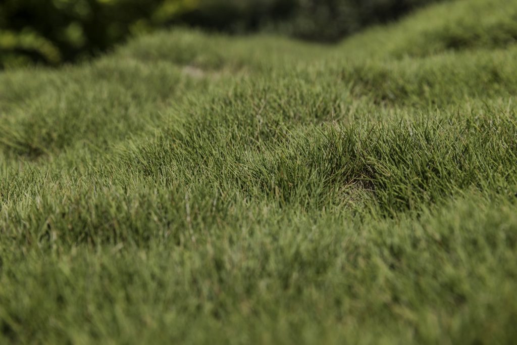 Bumpy, uneven lawn.