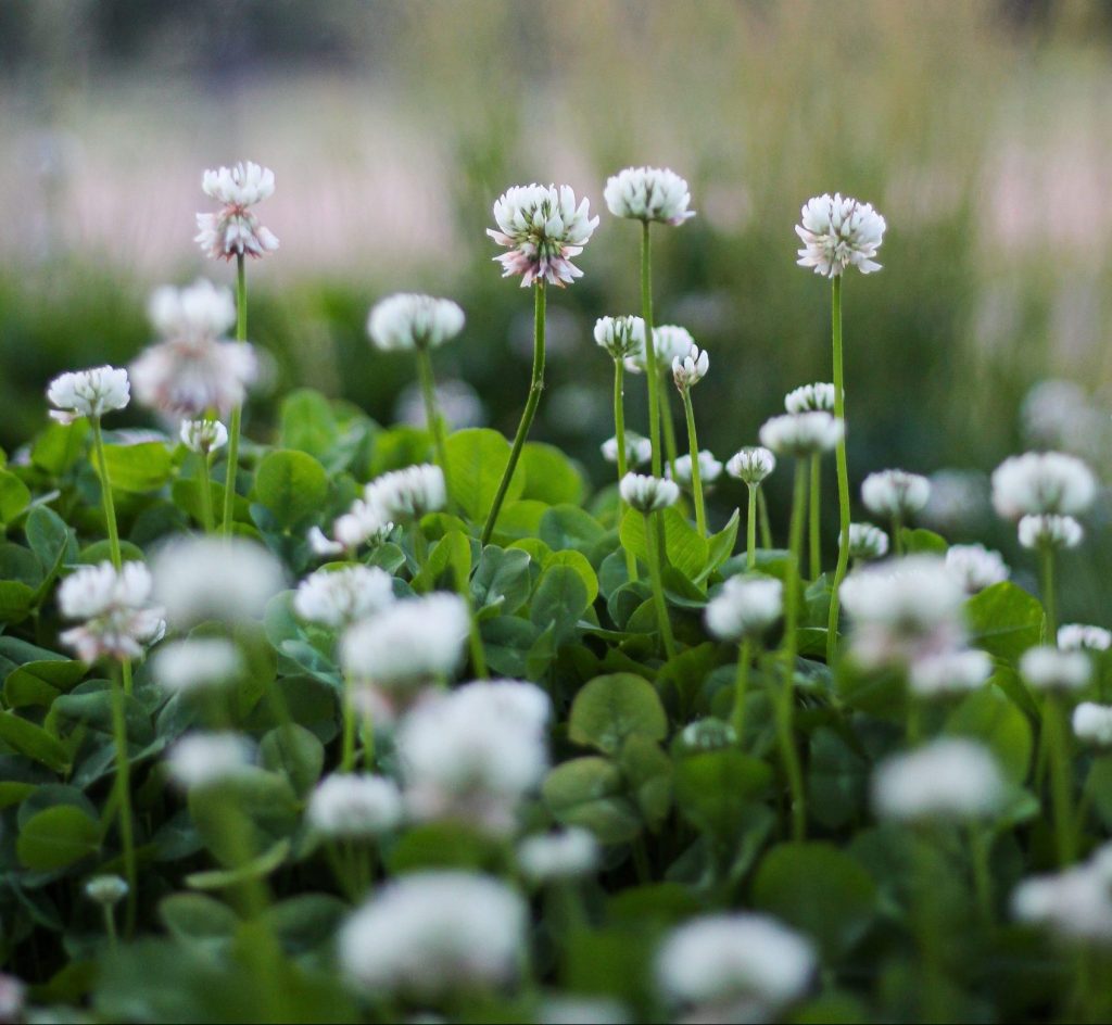 Clover in grass, with white flowers.