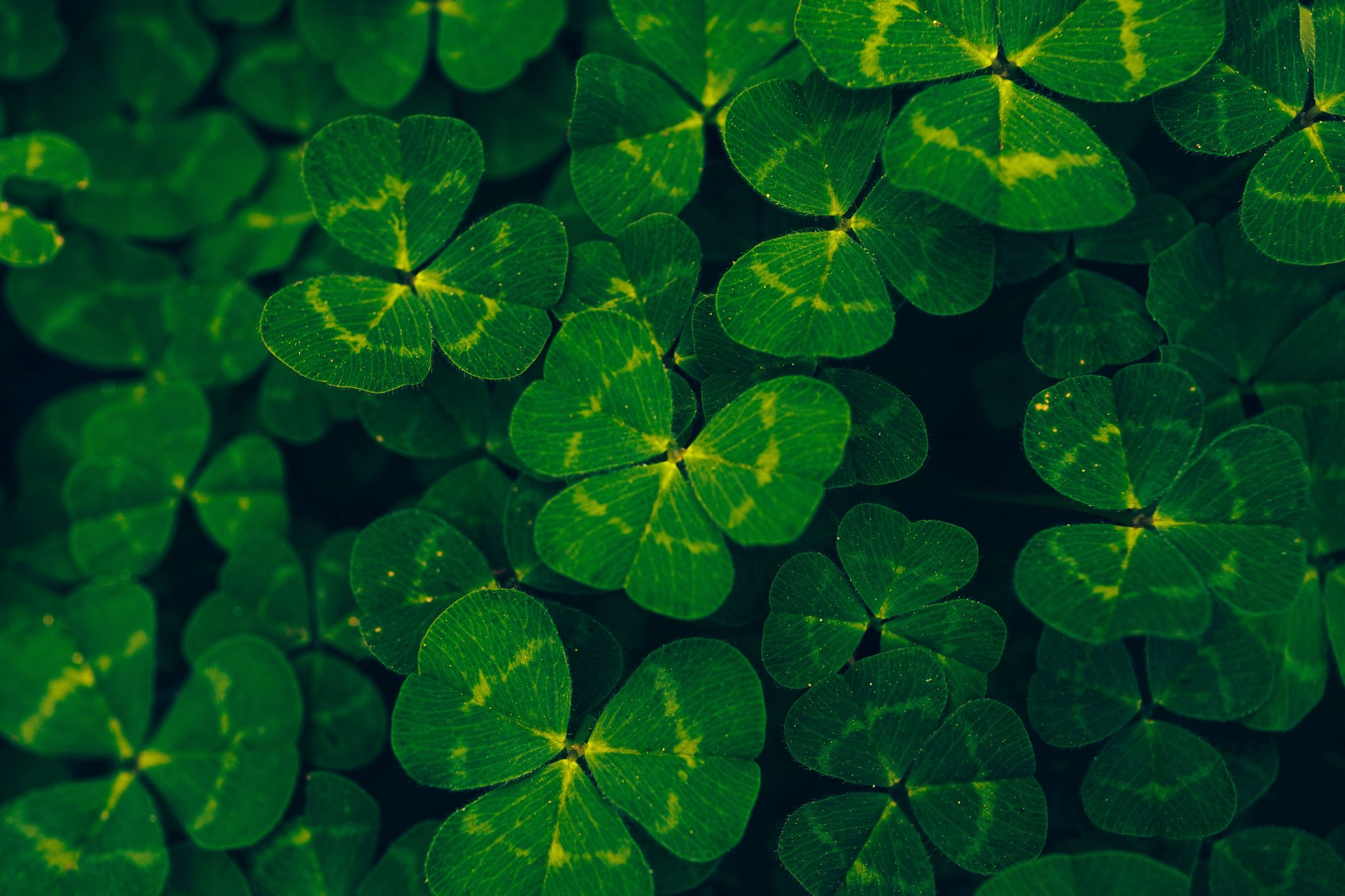 How To Get Rid Of Clover In Your Lawn (3 Natural Methods)