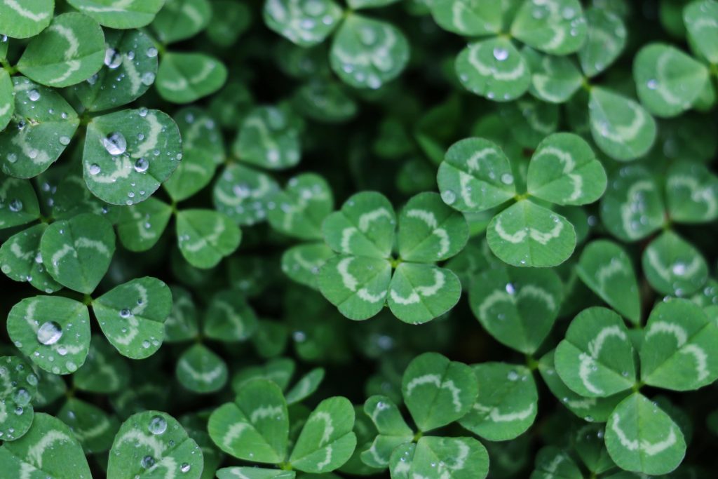 Clover in a lawn.