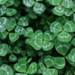 How To Get Rid Of Clover In Your Lawn (3 Natural Methods)