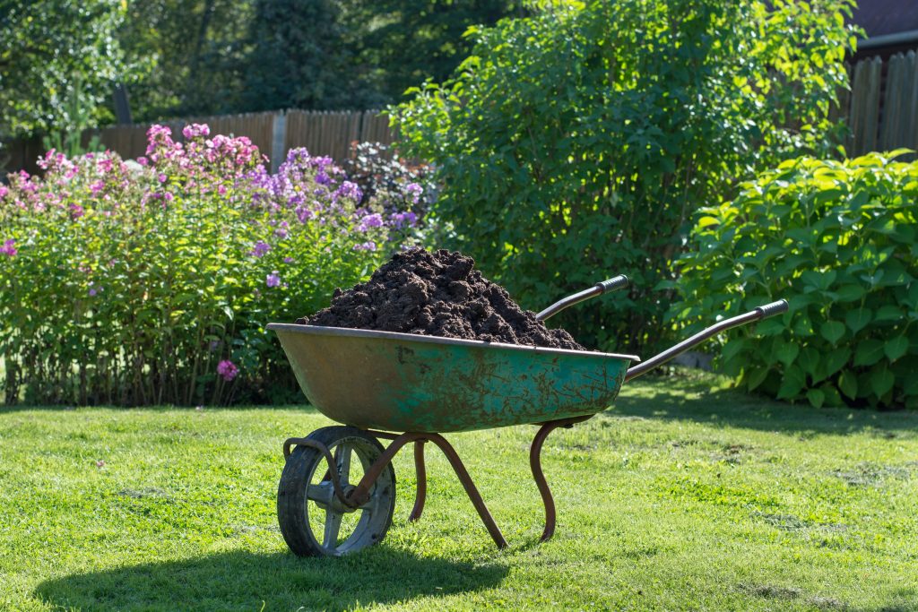 Compost in a wheel barrow on a lawn.