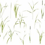 Invasive Grasses In Lawns | How To Identify And Get Rid