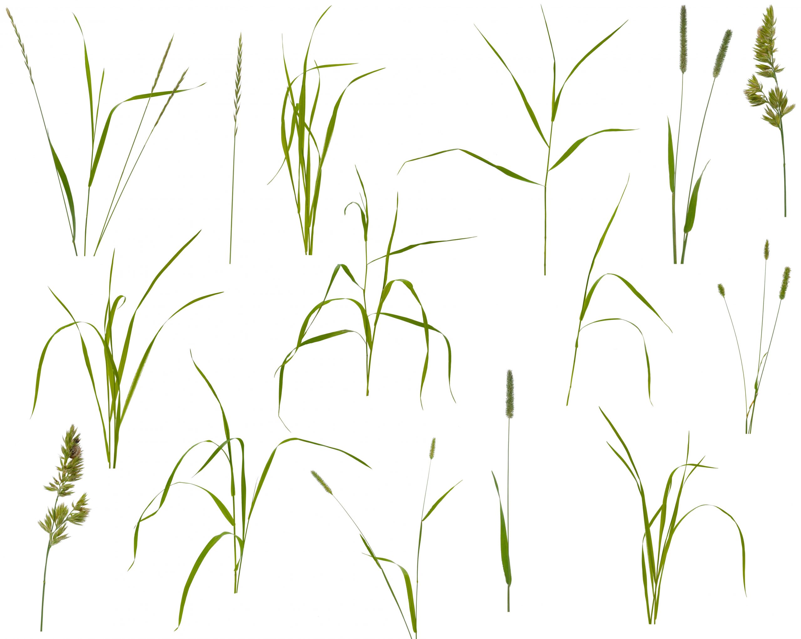 Different types of invasive grasses.