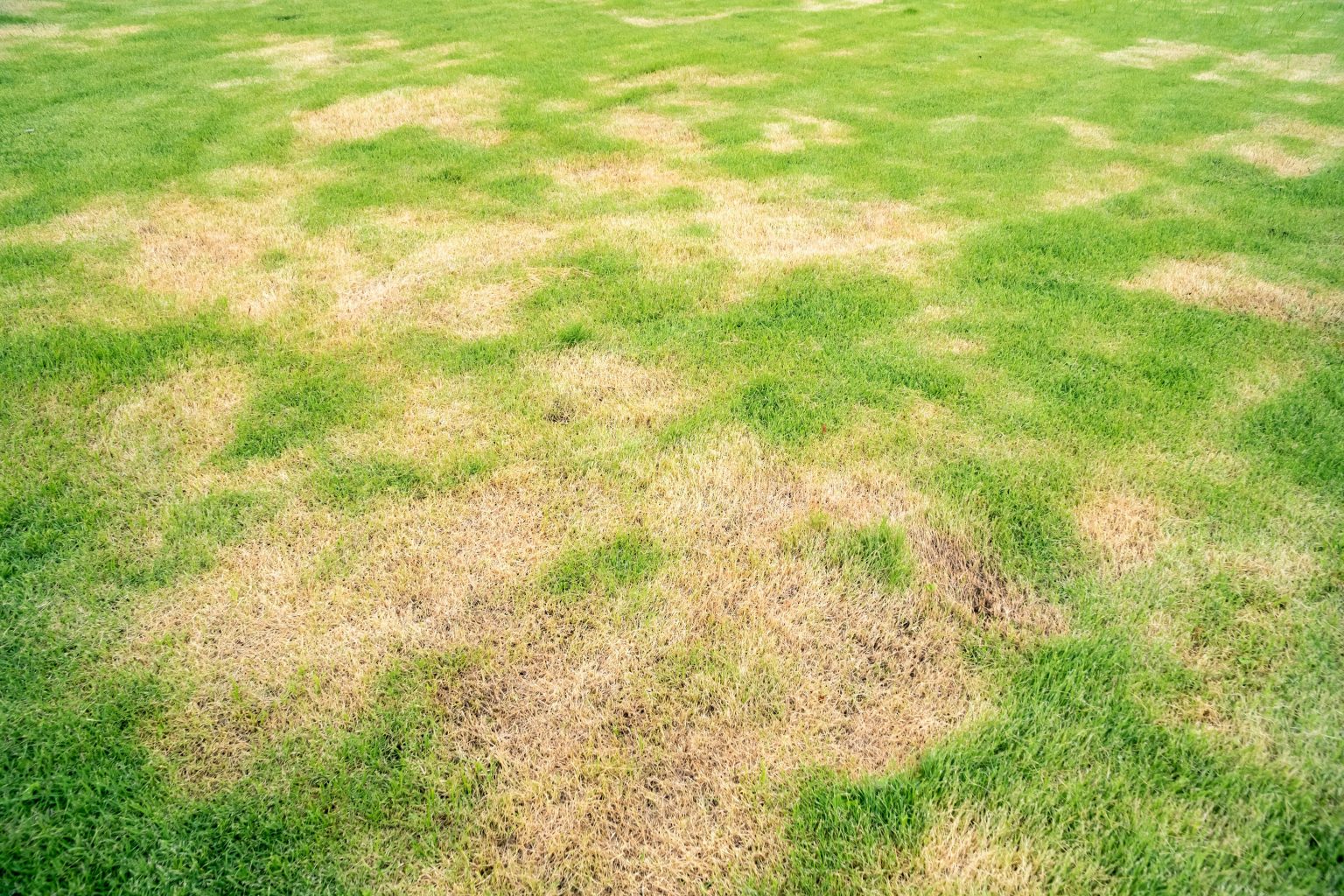 Why Grass Turns Yellow, And How To Make It Green Again