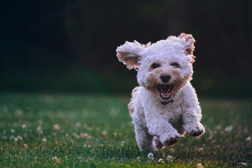 Dog running on grass.