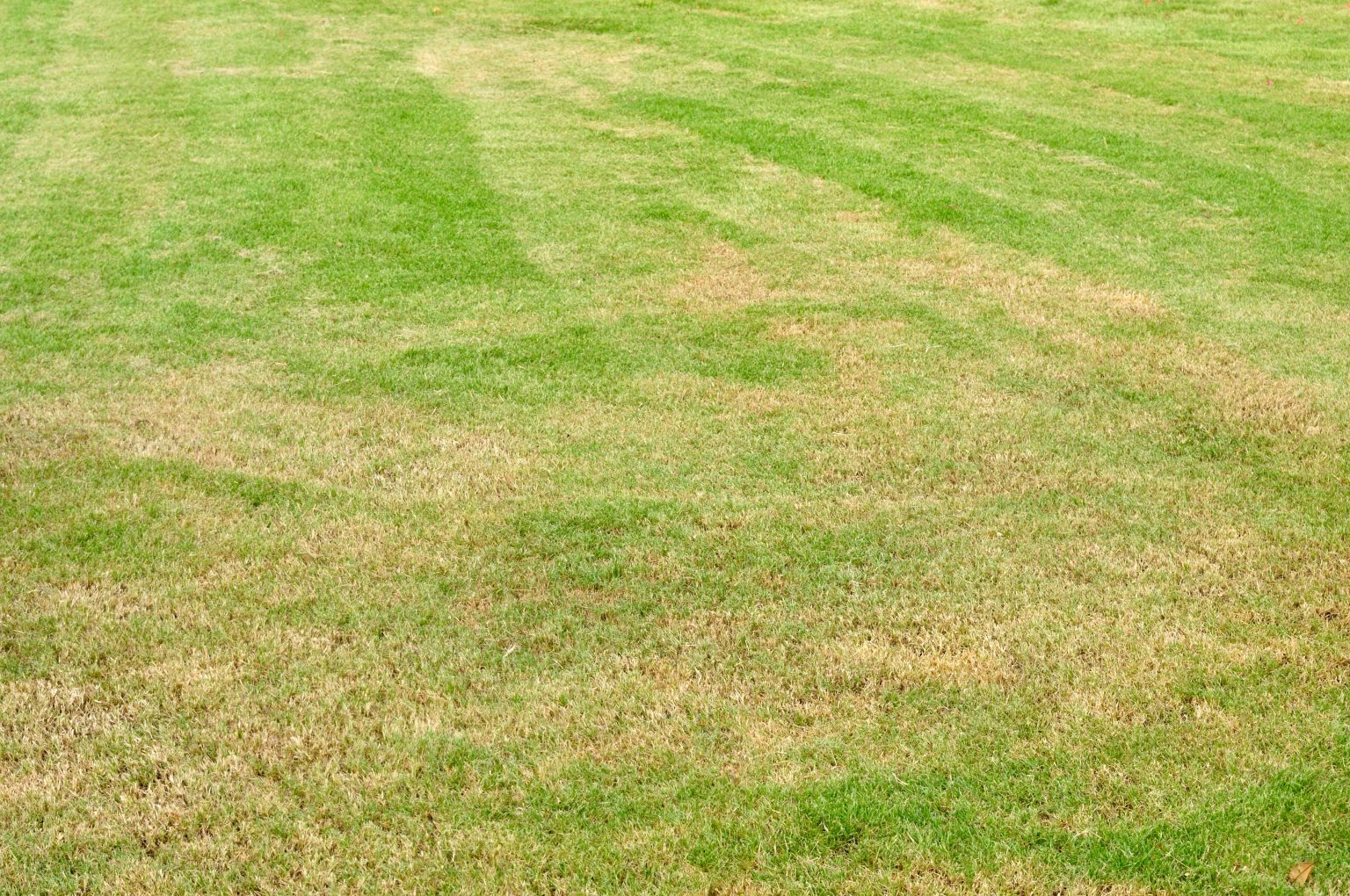 How To Revive Dead Grass Revitalise A Brown Lawn