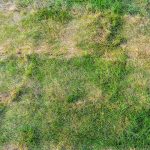 5 Common Newly Laid Turf Problems, And How To Fix Them