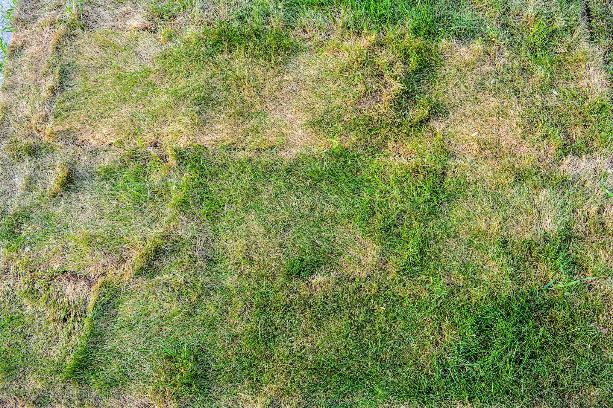 5 Common Newly Laid Turf Problems, And How To Fix Them