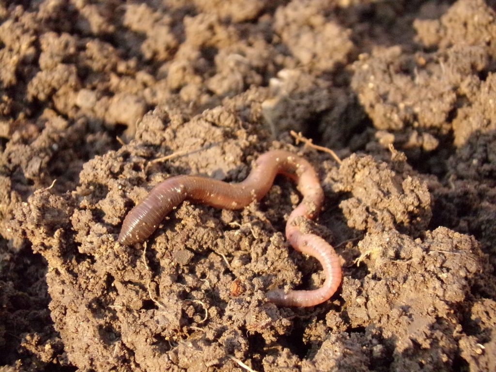Earthworm in the soil.