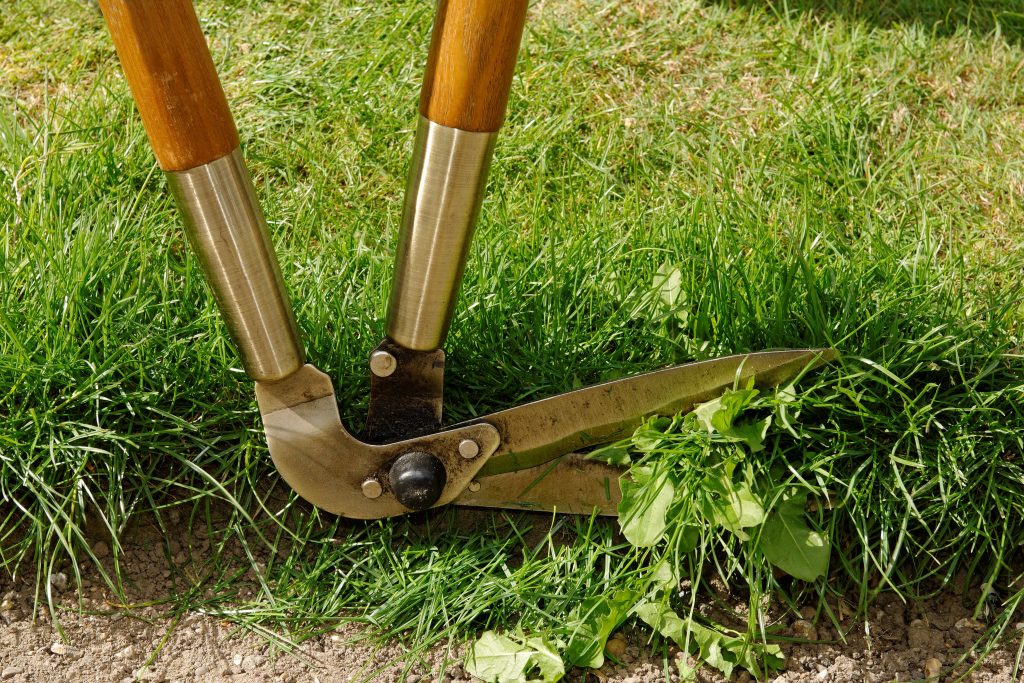 Lawn edging shears trimming grass.