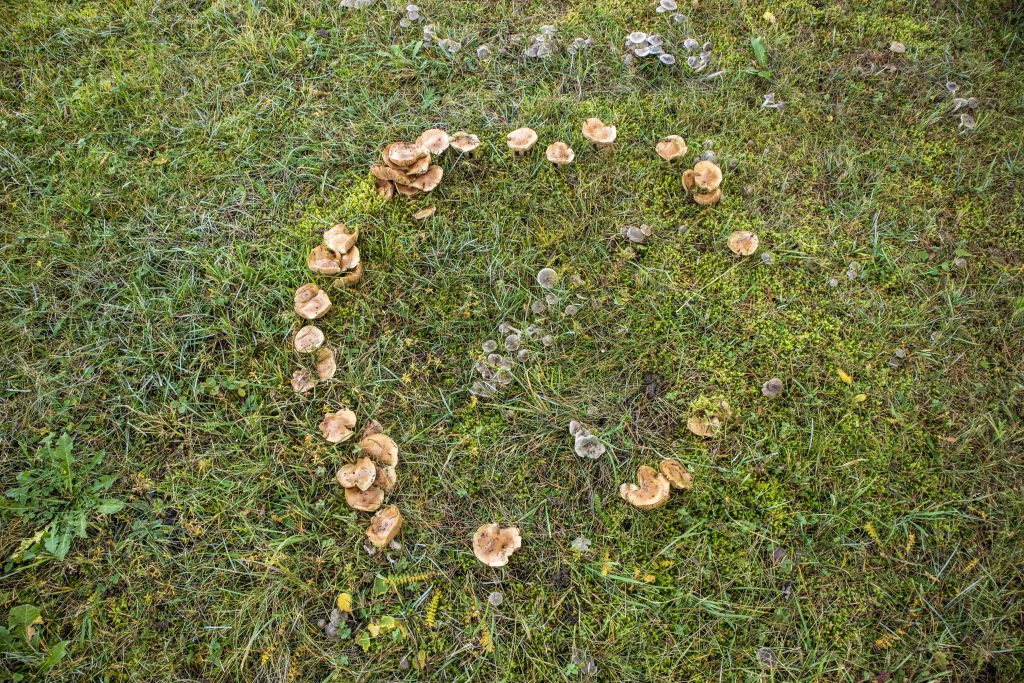 Fairy ring of toadstools in a lawn.
