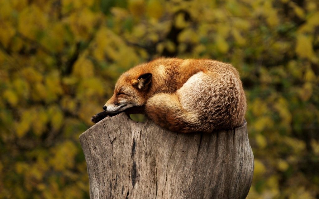 Fox resting on a tree stump.