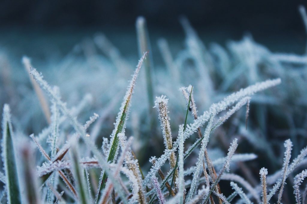 Frost on a lawn.