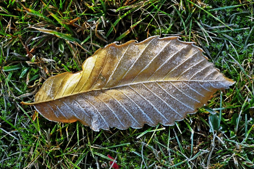 Leaf on frosty grass.