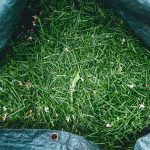 Grass clippings in a bin.