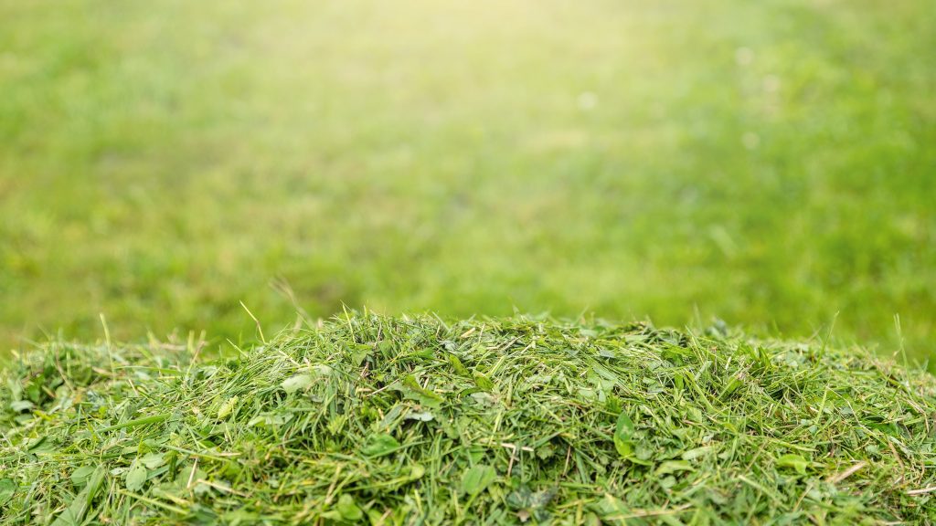 Grass clippings in a pile.