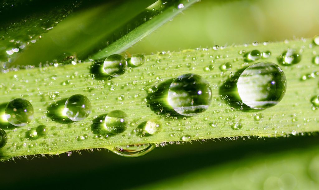 Grass covered in water droplets.