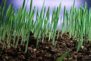 How To Sow Grass Seed | The Ultimate Guide | UK | Lawn Care Pro