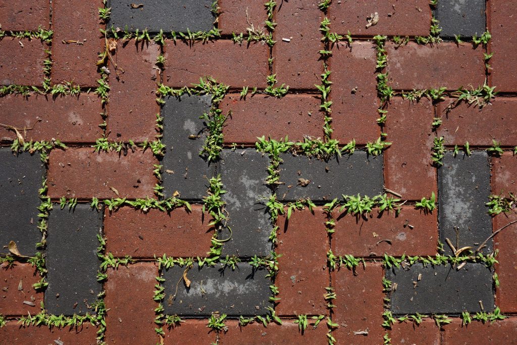 Grass growing between paving stones.