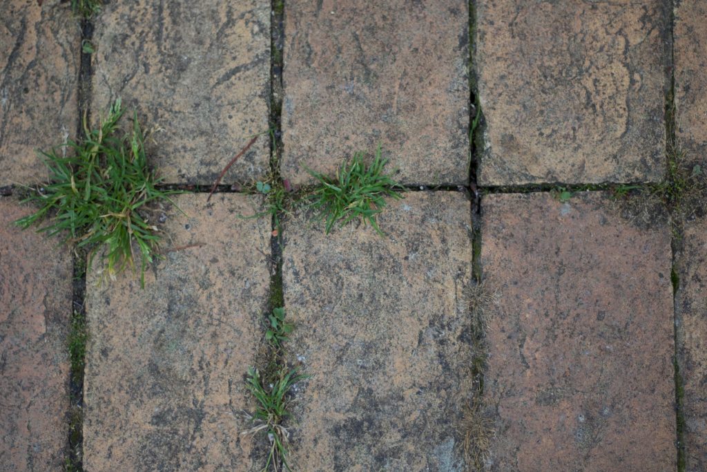 Grass growing between paving stones.