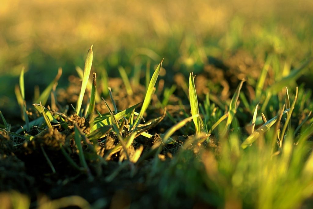 Grass growing in the soil.