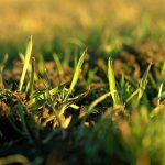 What Is The Fastest Growing Grass Seed?