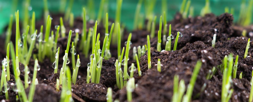 Grass seeds germinating in soil.