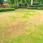 Cutting Grass Too Short | Damage It Causes & How To Fix