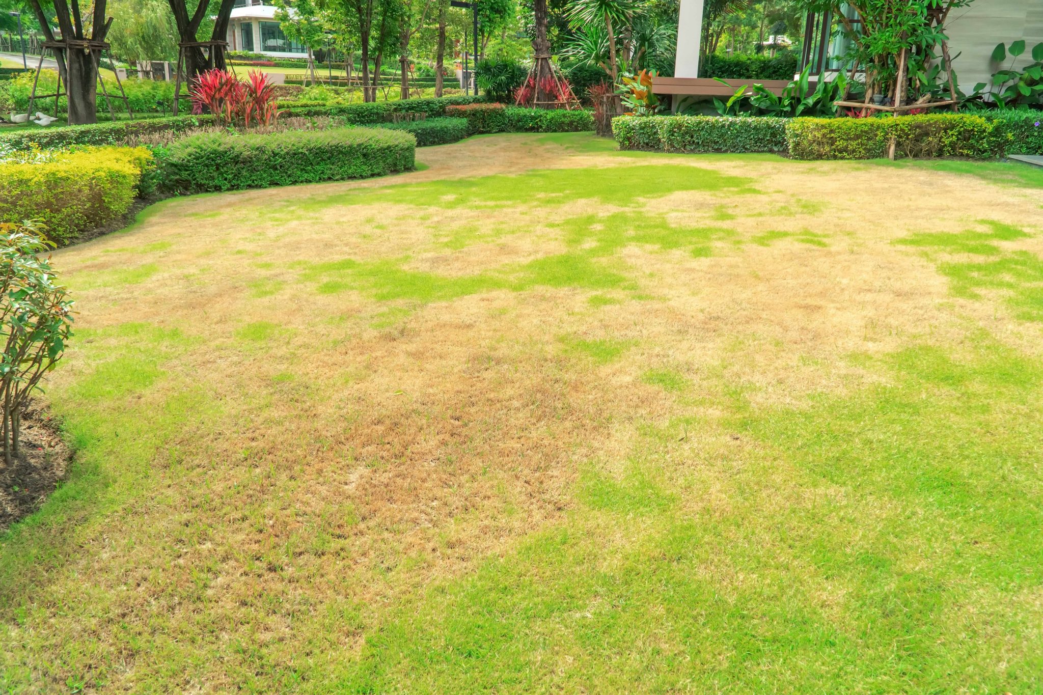 Cutting Grass Too Short Damage It Causes How To Fix
