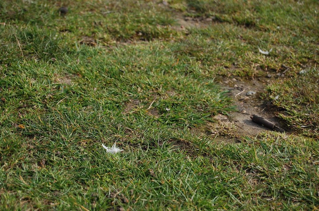 Grass with bare patches.