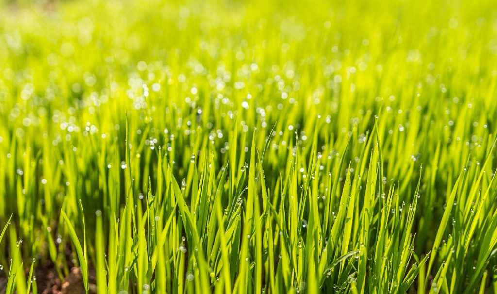 Grass with dew growing in warm climate.