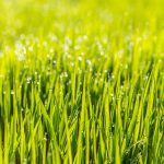 The Best Temperature For Grass To Grow: Explained