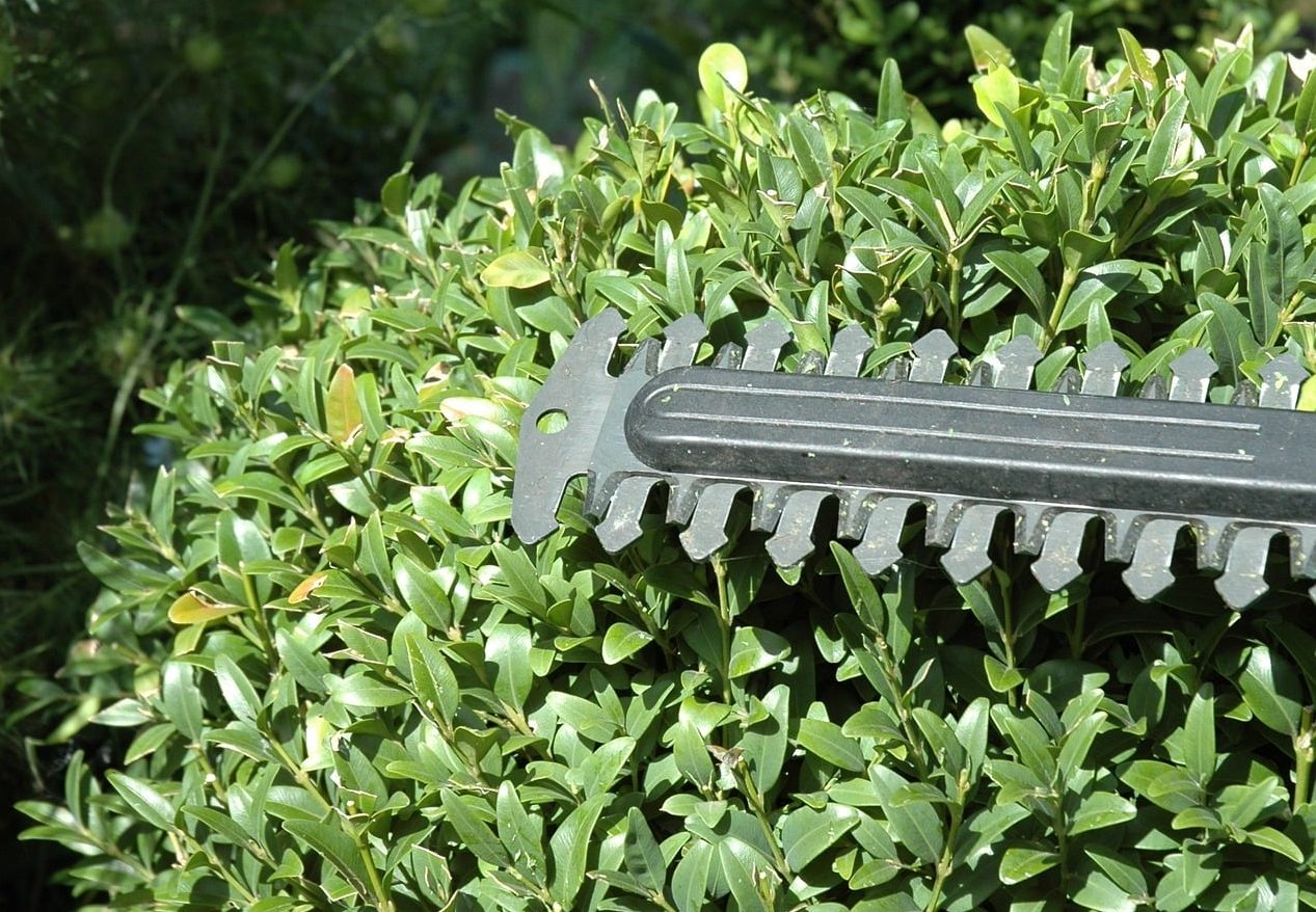 5 Best Petrol Hedge Trimmers | Long Reach | UK | 2026