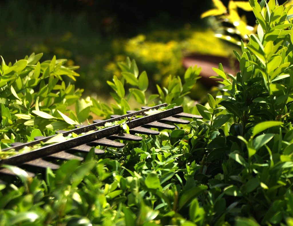 Hedge trimmer being used on hedge.