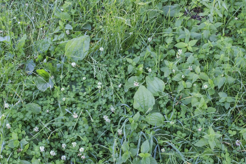 Lawn full of clover and other weeds.