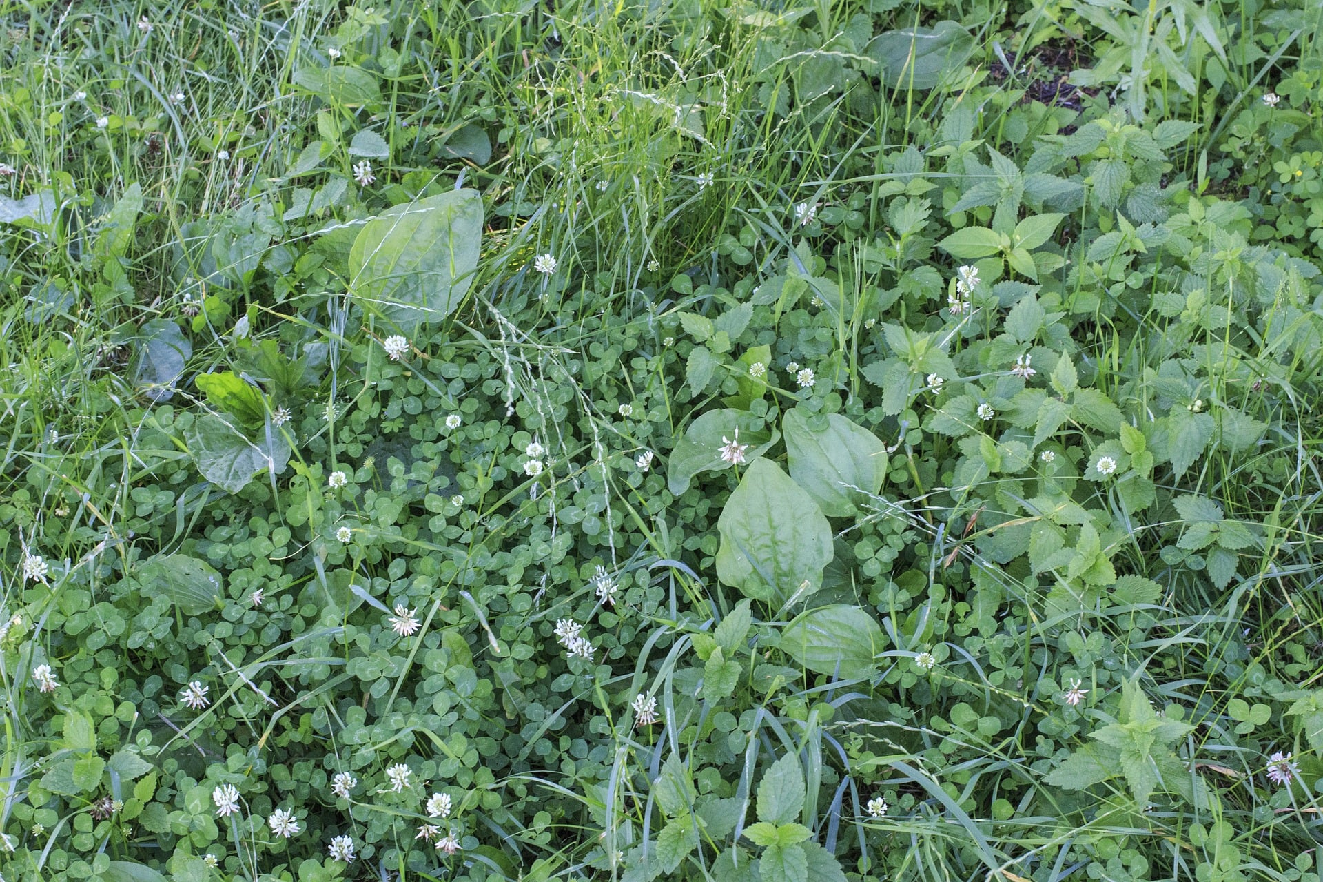 How To Get Rid Of Clover In Your Lawn (3 Natural Methods)