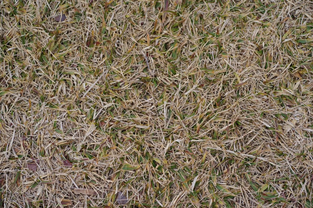 What Is Scarifying A Lawn? Why Scarify Your Grass