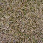 What Is Scarifying A Lawn? Why Scarify Your Grass