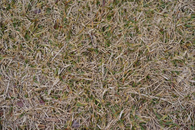 What Is Scarifying A Lawn? Why Scarify Your Grass