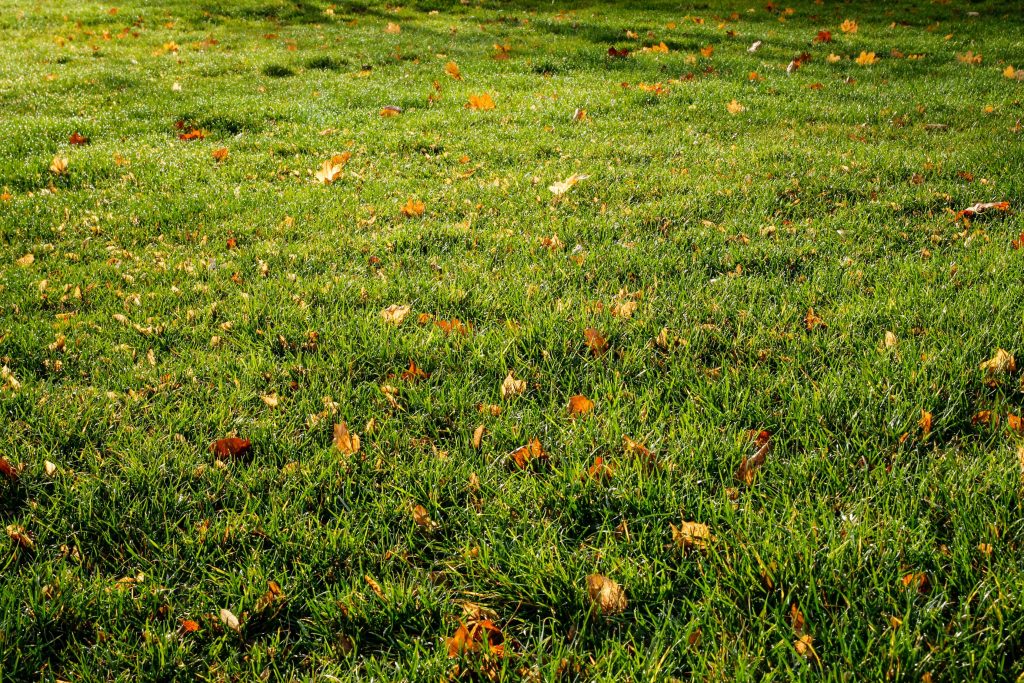 Leaves on a lawn.