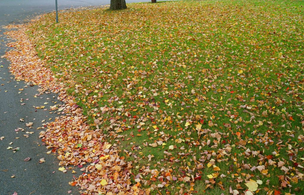 Autumn leaves on grass.